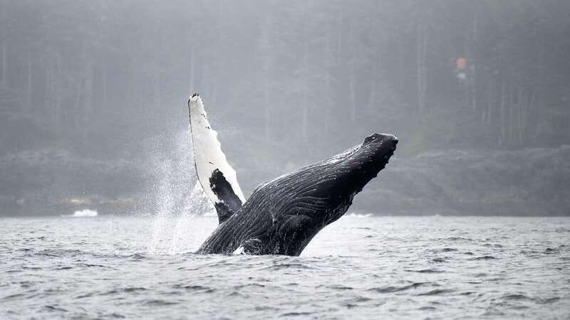 Port Hardy: Sea Otter and Whale Watching - Key points at a glance