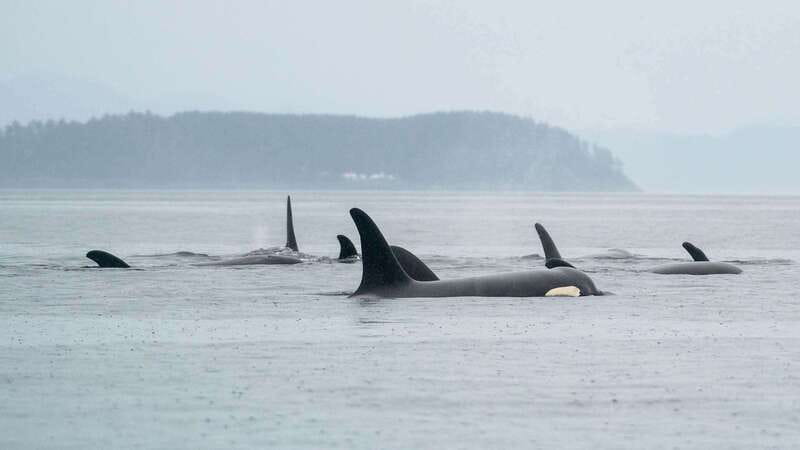 Port Hardy: Sea Otter and Whale Watching - Who should book this experience?