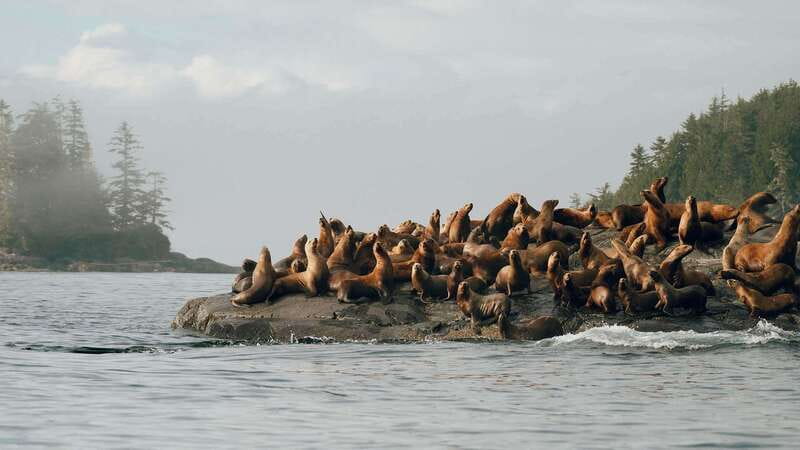 Port Hardy: Sea Otter and Whale Watching - Why this Port Hardy trip feels different