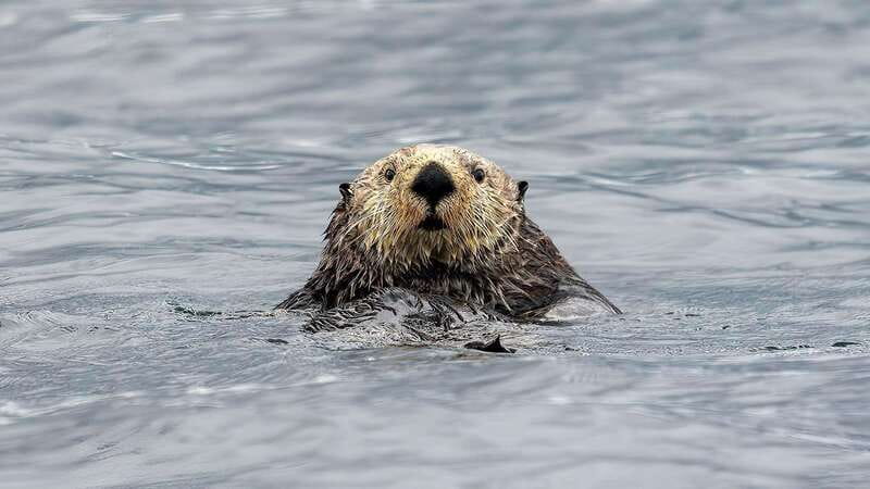 Port Hardy: Sea Otter and Whale Watching - The ride in a 12-passenger RHIB