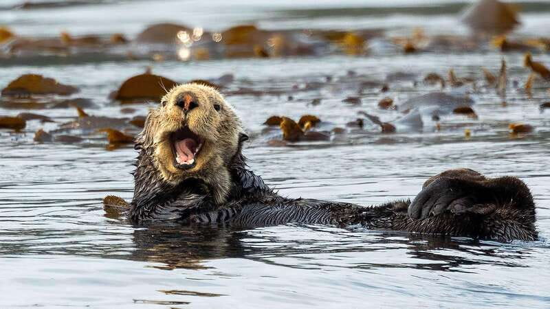 Port Hardy: Sea Otter and Whale Watching - Hearing whales through the onboard hydrophone