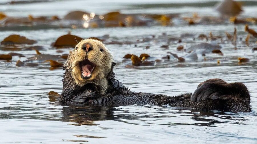 Port Hardy: Sea Otter and Whale Watching - Why the guides matter