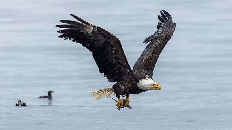 Port Hardy: Sea Otter and Whale Watching - Fog, weather, and the honest drawbacks