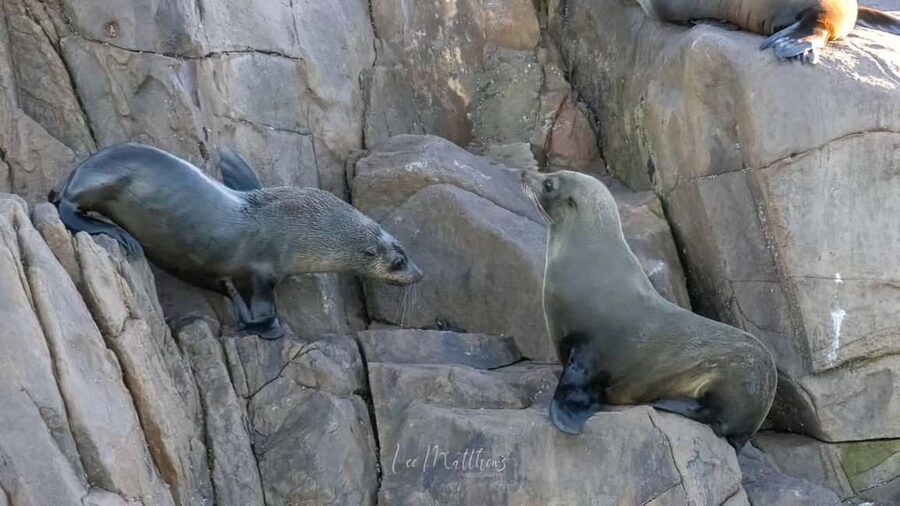 Port Stephens: 2.5-Hour Whale Watching & Outer Island Cruise - Tomaree and Yacaaba headlands set the scene