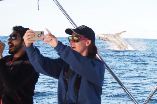 Port Stephens 3 Hour Whale and Dolphin Watch Cruise - Why Port Stephens is a strong whale-watching base