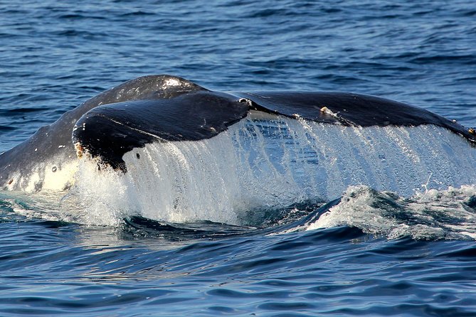 Port Stephens 3 Hour Whale and Dolphin Watch Cruise - Looking for dolphins, seabirds, and Cabbage Tree Island seals