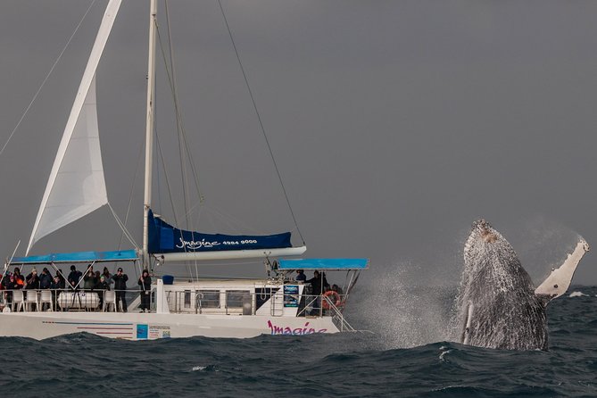 Port Stephens 3 Hour Whale and Dolphin Watch Cruise - A comfortable catamaran for changing conditions