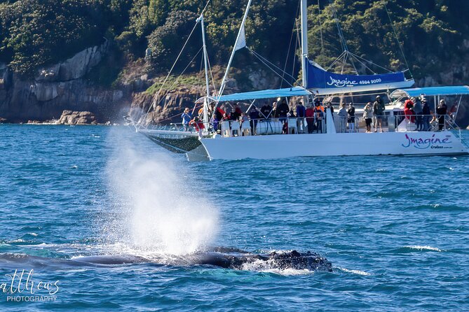 Port Stephens 3 Hour Whale and Dolphin Watch Cruise - Practical booking advice for Nelson Bay