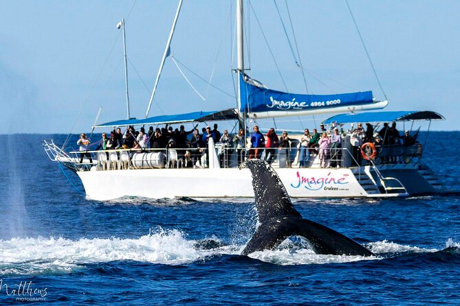 Port Stephens 3 Hour Whale and Dolphin Watch Cruise - Setting out from 8 Teramby Road in Nelson Bay