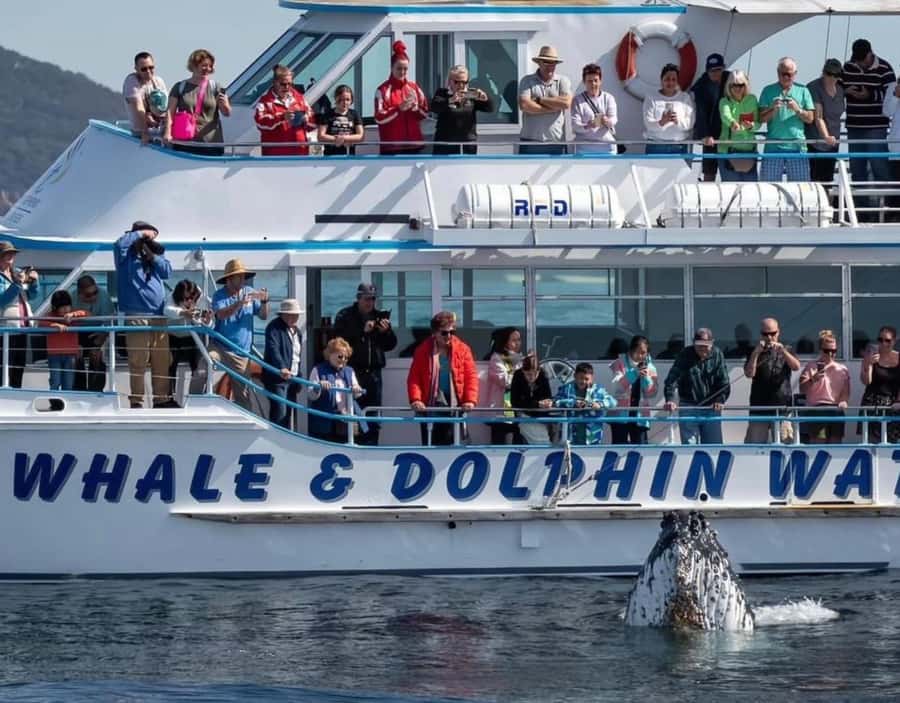 Port Stephens, from Newcastle: Whales, hike & sand dunes! - Should you book it?