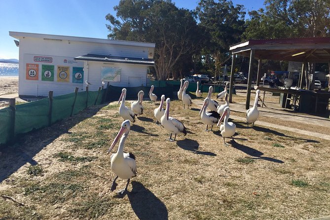 Port Stephens Private Tour From Sydney, with Dolphin/ Whale Cruise Options - Lunch at Nelson Bay Bowling and Recreation Club