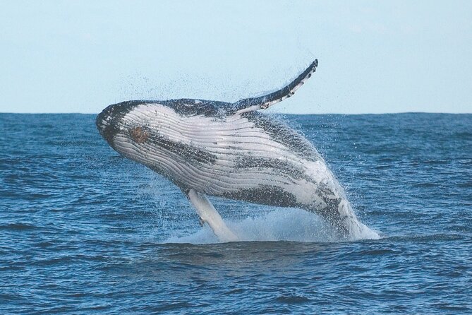 Port Stephens + Whale Watching + 4WD/Sandboarding ex Sydney - Key points at a glance