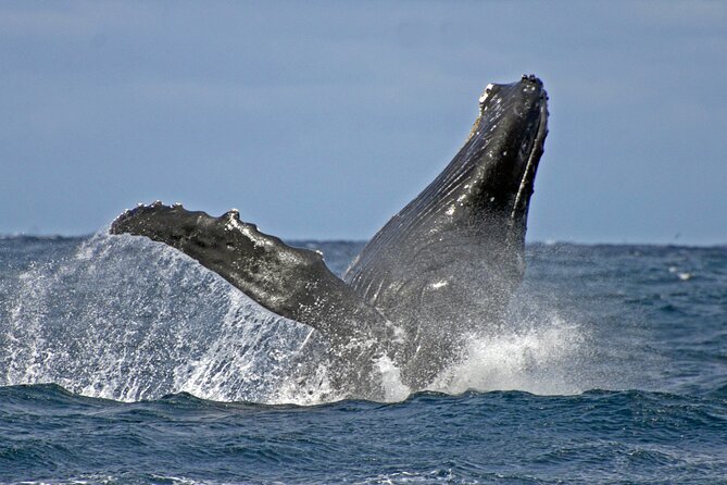 Port Stephens + Whale Watching + 4WD/Sandboarding ex Sydney - D’Albora Marina is your lunch window