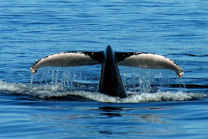 Port Stephens + Whale Watching + 4WD/Sandboarding ex Sydney - What the $182.60 price really covers