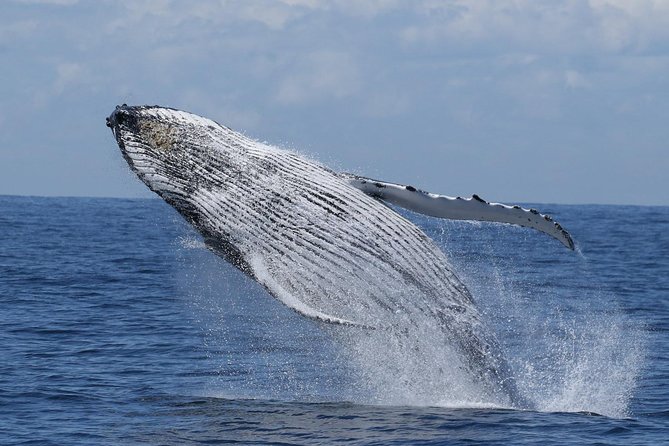 Port Stephens: Whale Watching Cruise - Key points before you book