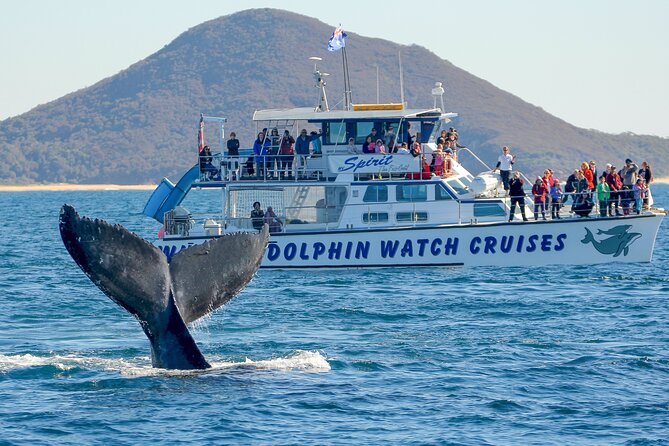 Port Stephens: Whale Watching Cruise - Choosing between the 10:00 am, 11:00 am, and 1:30 pm departures