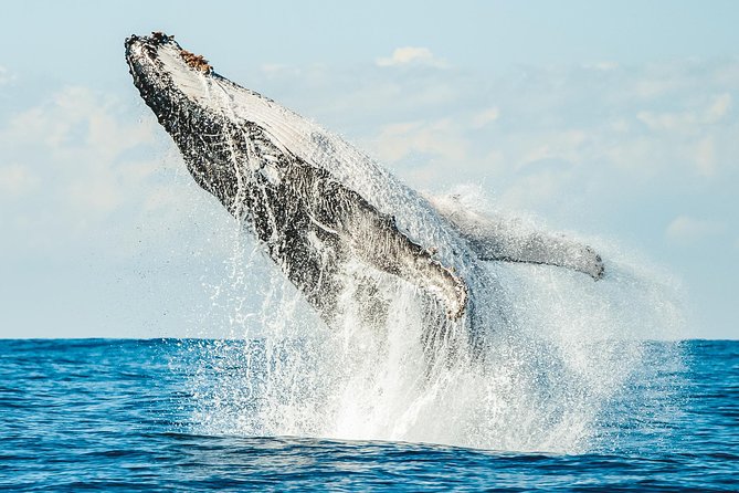 Premier Whale Watching Byron Bay - Ballina is the real starting point