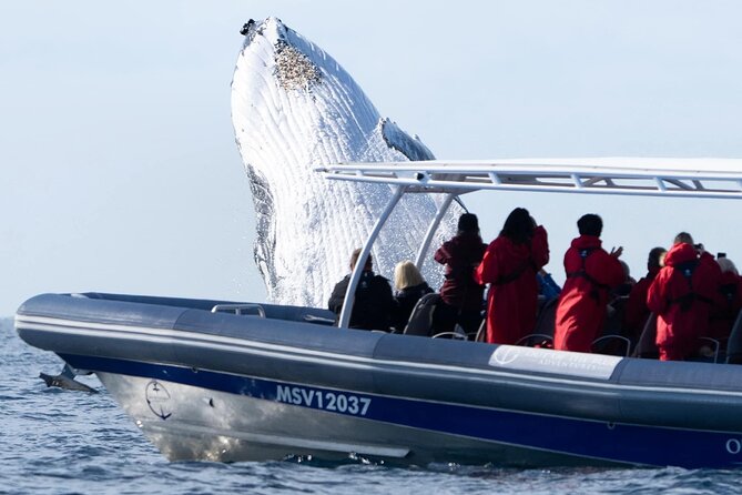 Premier Whale Watching Byron Bay - Whale behavior, breaches, and patient watching