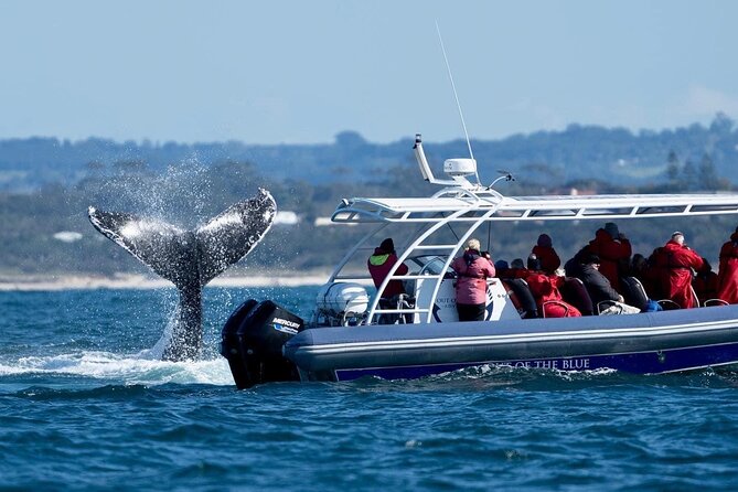 Premier Whale Watching Byron Bay - Dolphins, seabirds, and the wider marine park