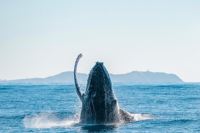 Premier Whale Watching Byron Bay - Boat comfort, safety, and sea conditions