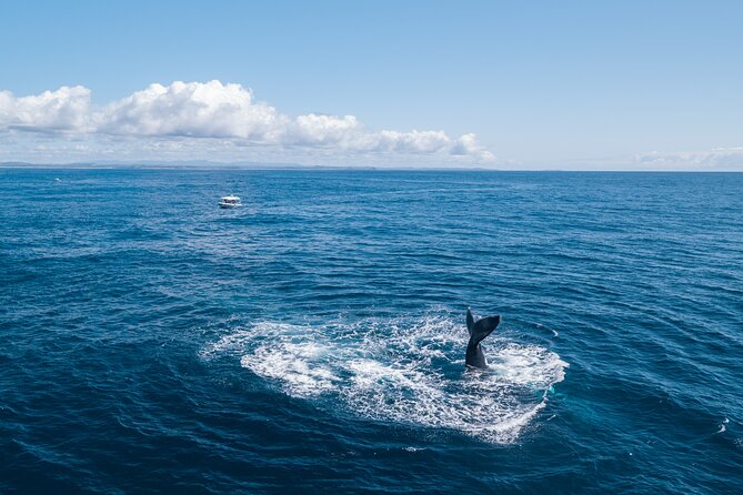 Premier Whale Watching Byron Bay - The guides make the difference