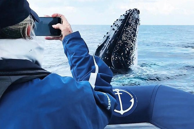 Premier Whale Watching Byron Bay - From the Richmond River to open water
