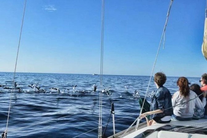 Premium All Inclusive Whale & Dolphin Watching Experience - Swimming and snorkeling in the Atlantic