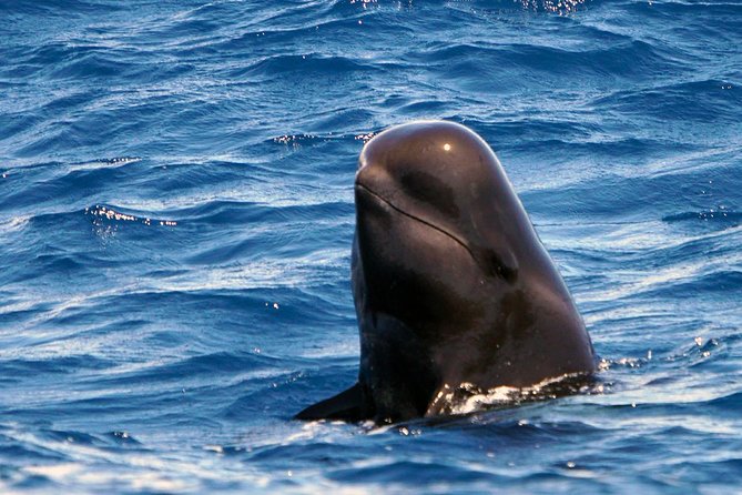 Private 2 hour Whale Watching Tour - Leaving Puerto Colón Marina