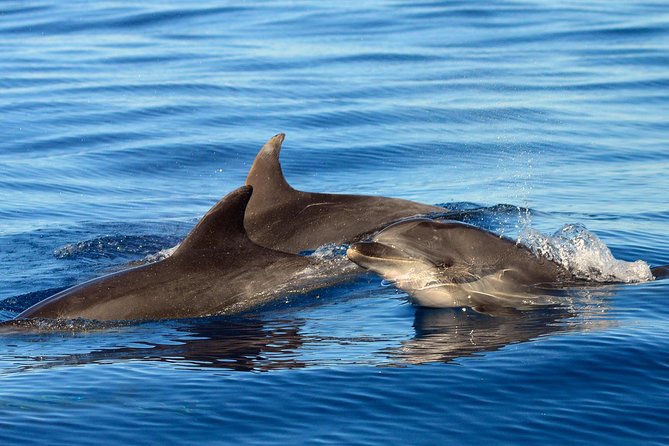 Private 2 hour Whale Watching Tour - Watching pilot whales and dolphins responsibly