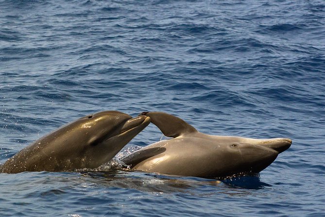 Private 2 hour Whale Watching Tour - Hearing whales through the hydrophone