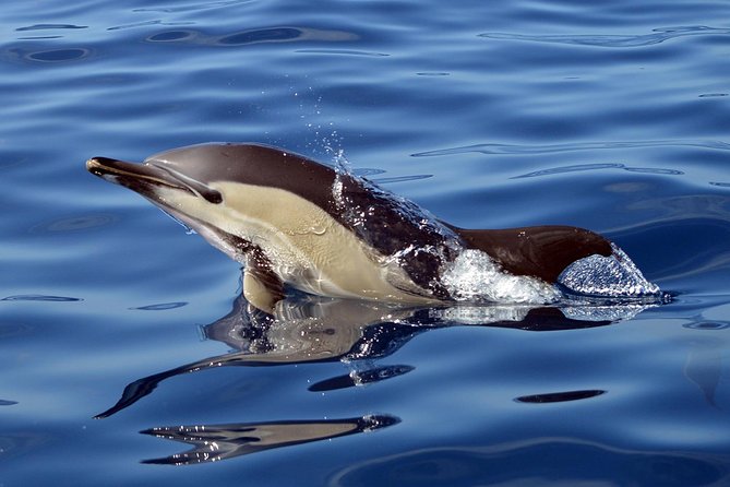 Private 2 hour Whale Watching Tour - Why the private format changes the experience