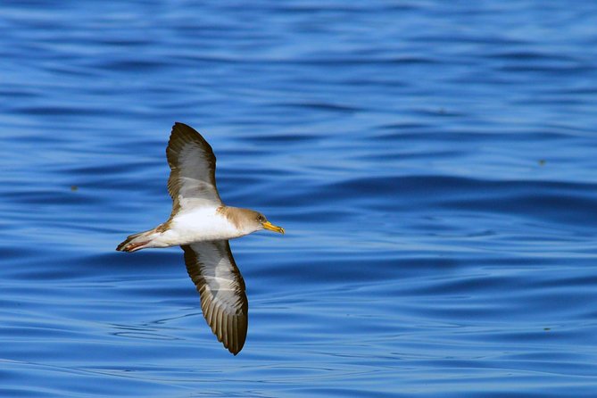 Private 2 hour Whale Watching Tour - The guides make the difference