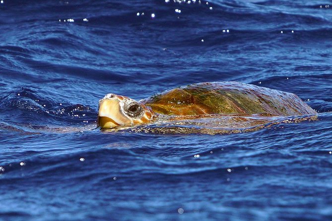 Private 2 hour Whale Watching Tour - Comfort, safety, and who should skip it
