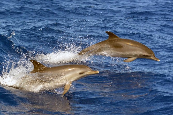 Private 2 hour Whale Watching Tour - How this compares with a standard boat trip