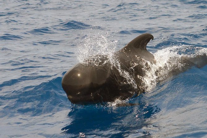 Private 2 hour Whale Watching Tour - The short run to Tenerife’s cetacean waters