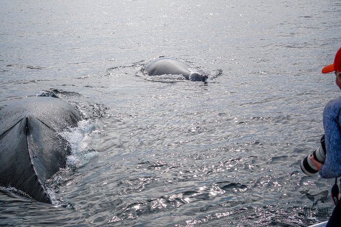 Private 2hr Supreme Whale/Dolphin Watching Tour, Newport Beach CA - Key points at a glance