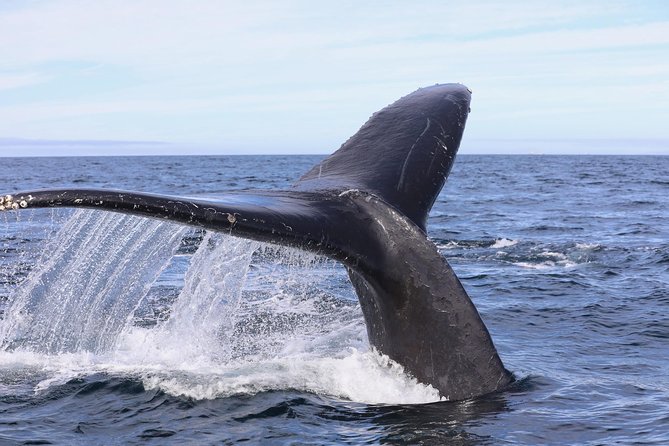 Private 2hr Supreme Whale/Dolphin Watching Tour, Newport Beach CA - Captain Nick and the value of a good guide