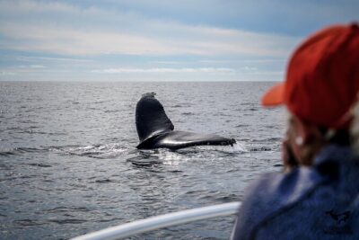 Private 2hr Supreme Whale/Dolphin Watching Tour, Newport Beach CA