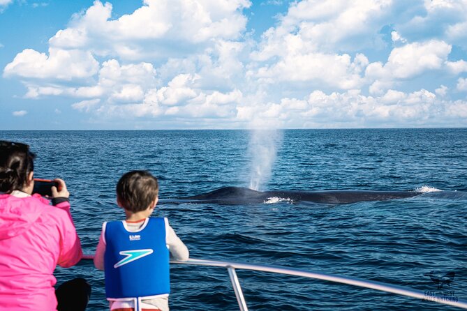 Private 2hr Supreme Whale/Dolphin Watching Tour, Newport Beach CA - A simple route with a pleasant finish