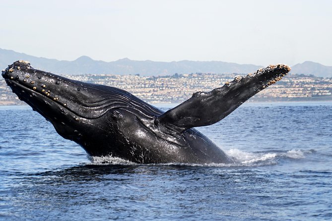 Private 2hr Supreme Whale/Dolphin Watching Tour, Newport Beach CA - Who will get the most from this tour?