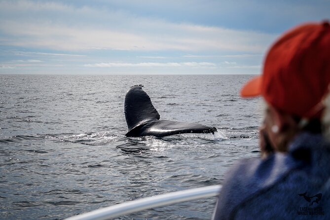 Private 2hr Supreme Whale/Dolphin Watching Tour, Newport Beach CA - Newport Harbor is part of the experience