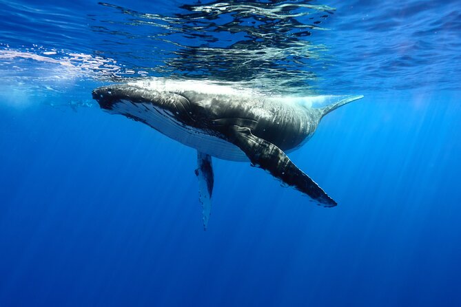 Private boat tour to swim with whales and sharks - Key points to know before booking