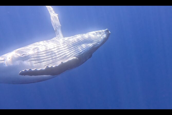 Private boat tour to swim with whales and sharks - Moorea’s whale season calls for patience