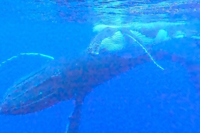Private boat tour to swim with whales and sharks - When a whale swim is allowed