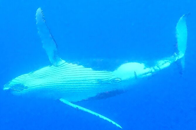 Private boat tour to swim with whales and sharks - What about the sharks?
