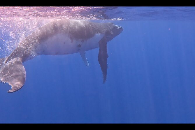 Private boat tour to swim with whales and sharks - Is $959.57 good value for four people?