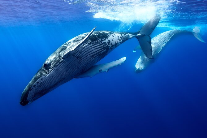Private boat tour to swim with whales and sharks - Leaving the meeting point and finding the whales