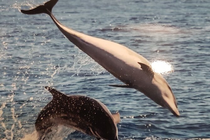 private charter 3 Hours Whale Encounter puerto colon adeje - Key points at a glance
