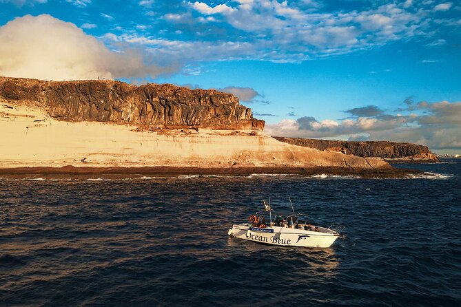 private charter 3 Hours Whale Encounter puerto colon adeje - Why the private price can make sense