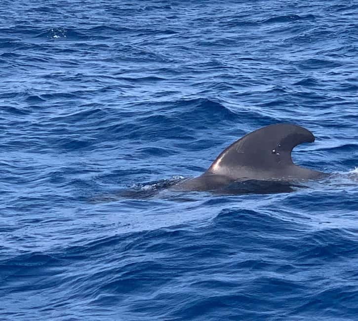 Private Charter Private Charter to see the whales - 3 Hours - Should You Book This Private Whale Charter?